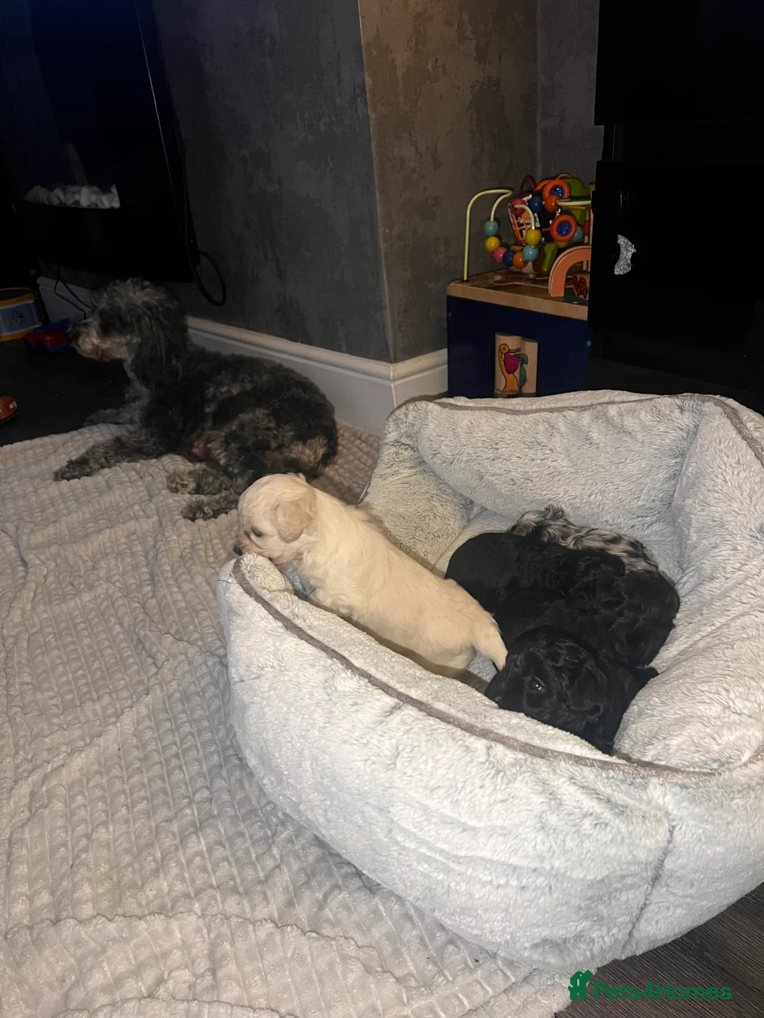 Maltipoo dogs for sale: STILL AVAILABLE!!! Stunning F1 Maltipoos  - Advert 11