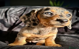 Miniature Dachshund dogs for sale: Miniature dachshund puppies  - Advert 3