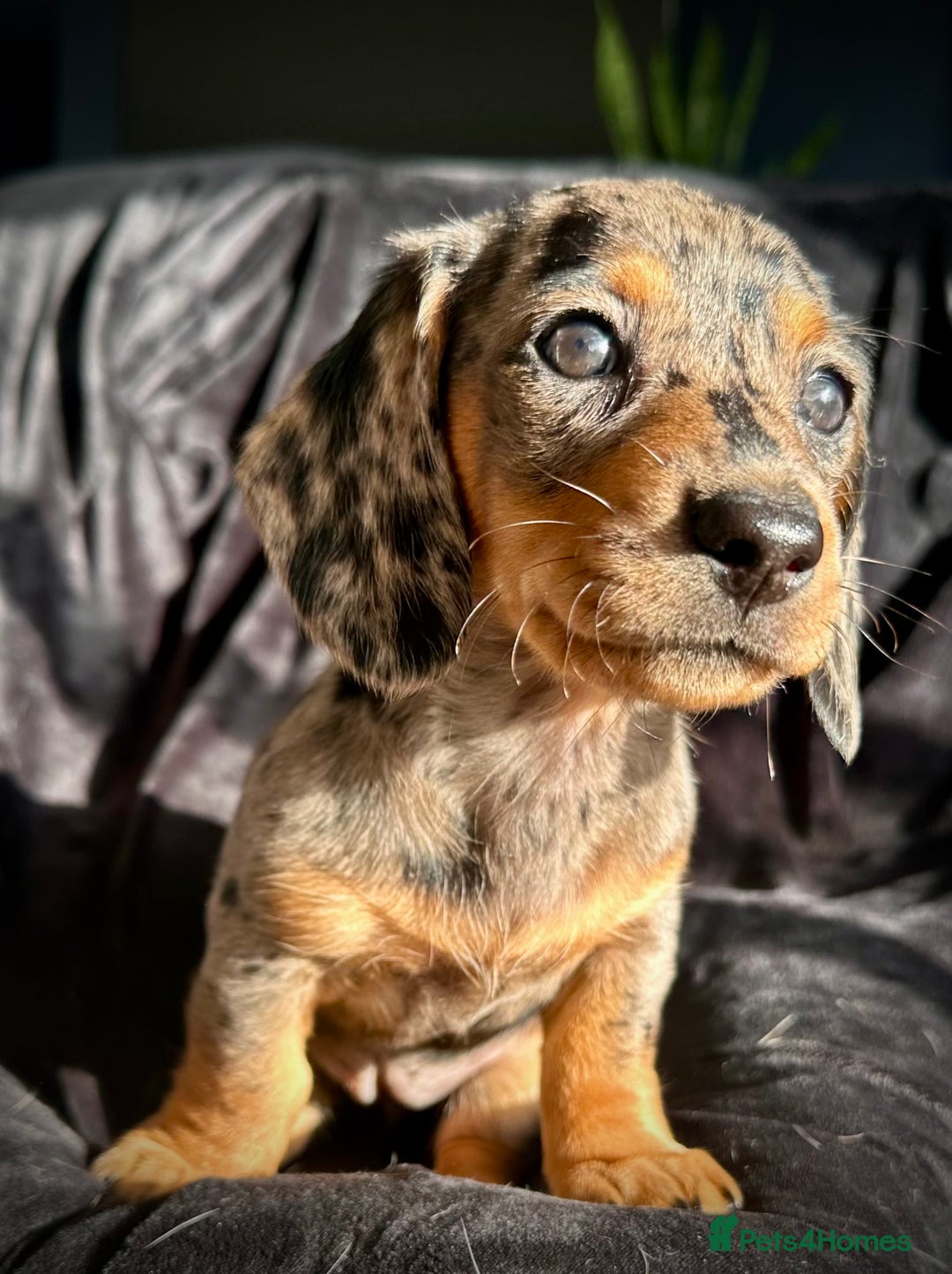 Miniature Dachshund dogs for sale: Miniature dachshund puppies  - Advert 3