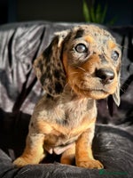Miniature Dachshund dogs Miniature dachshund puppies - Advert 8