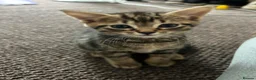 Mixed Breed cats for sale: Two Tabby Sisters *READY NOW* - Advert 2