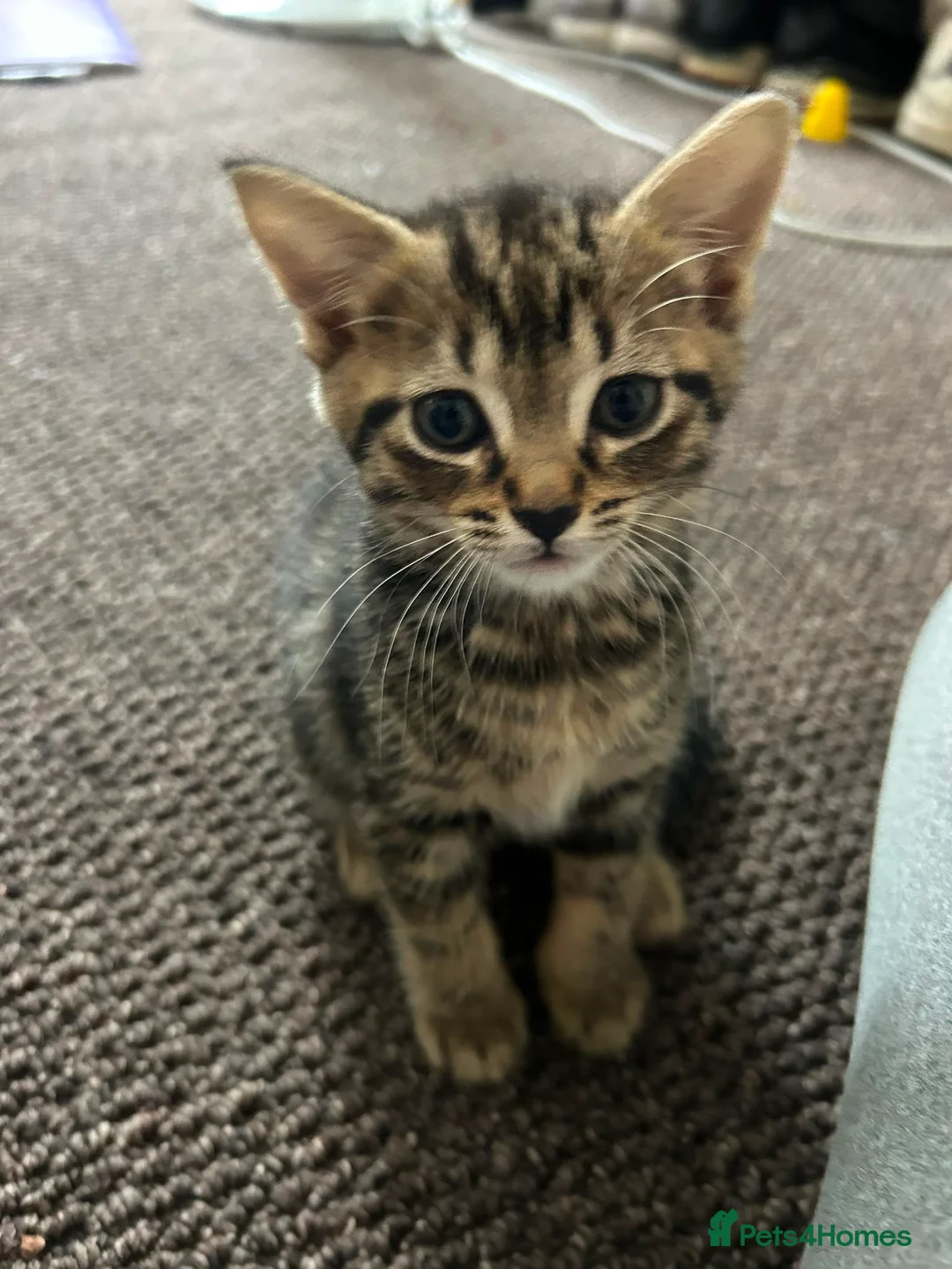 Mixed Breed cats for sale: Two Tabby Sisters *READY NOW* - Advert 2