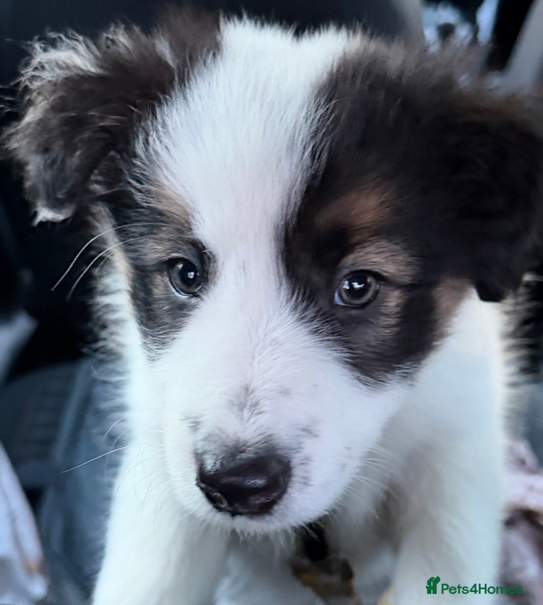 Border Collie dogs for sale: 1 lovely girl pup available  - Advert 3