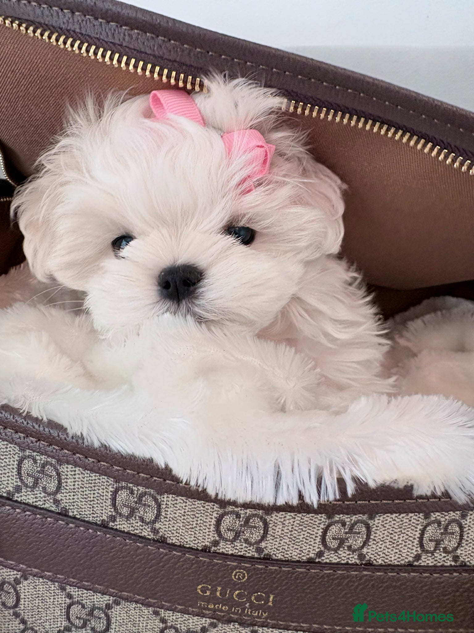 Maltese dogs 💗Gorgeous Korean baby girl 💗 - Advert 15