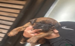 Boxer dogs for sale: 5 male boxer pups  - Image 3