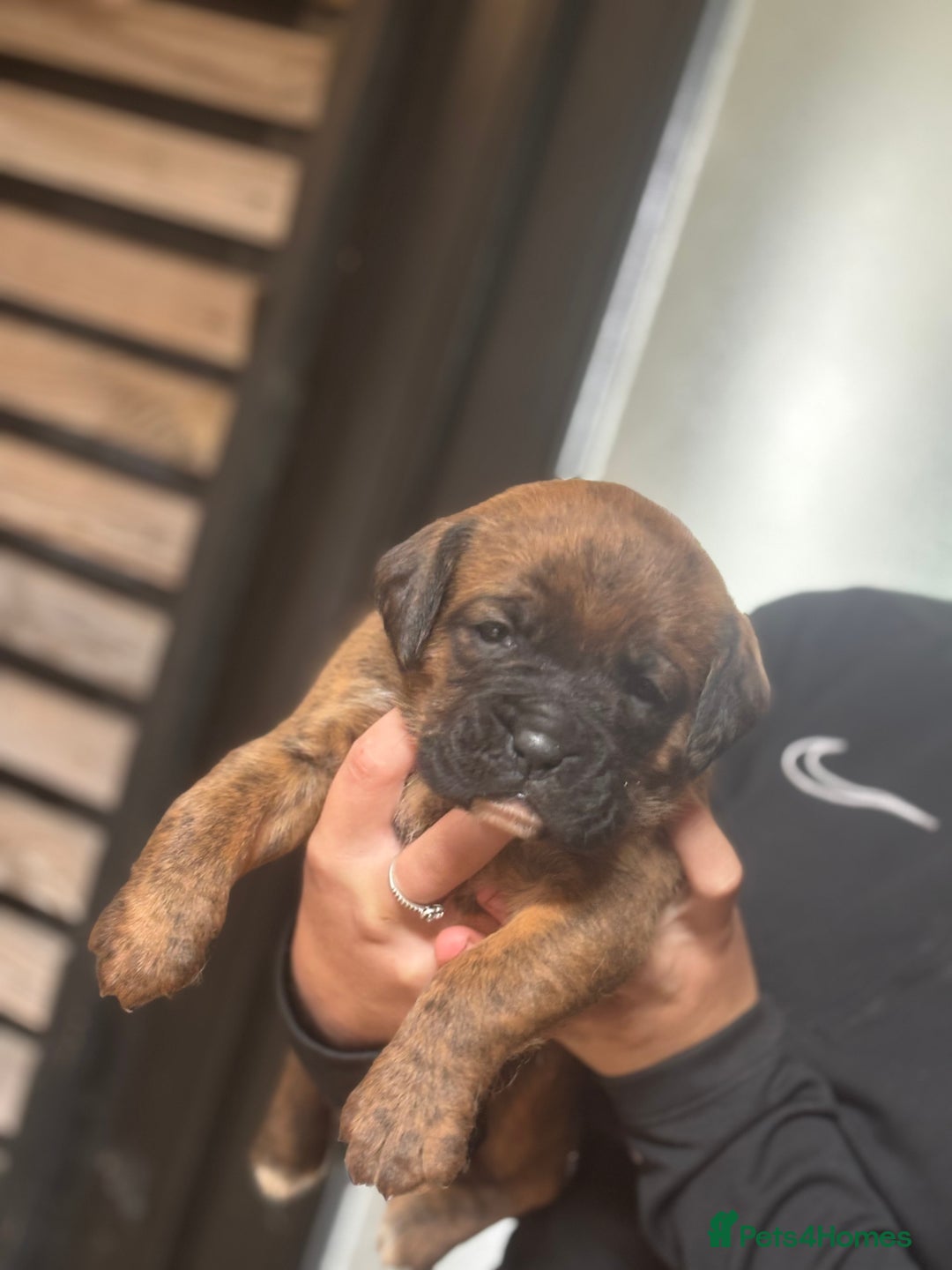 Boxer dogs for sale: 5 male boxer pups  - Image 3