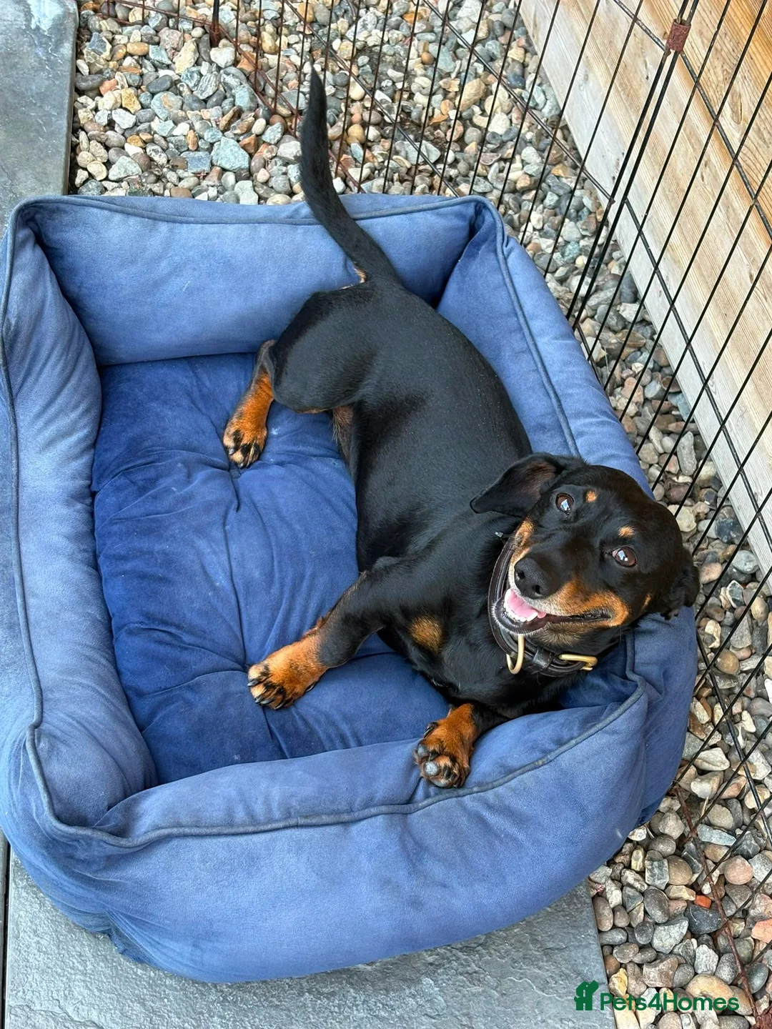 Jackshund dogs for sale: Jackhunds puppies  - Advert 2