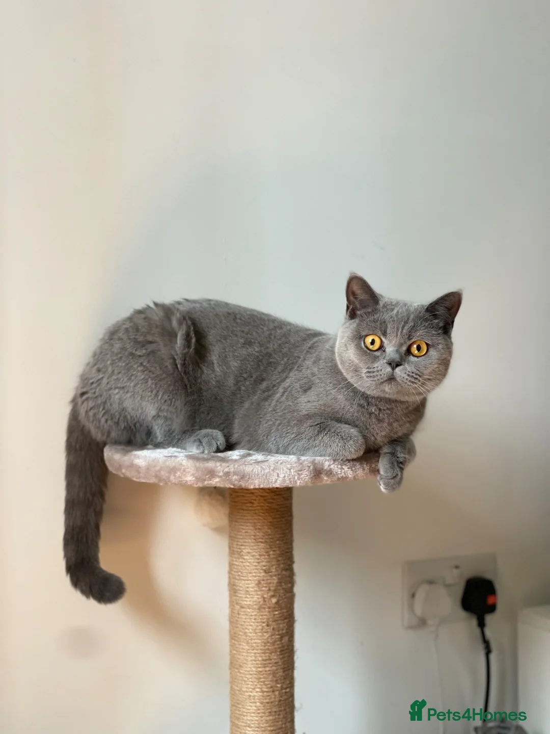 British Shorthair cats for sale: Beautiful family female cat looking for new home in Birmingham - Advert 2