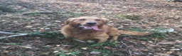 Golden Retriever dogs for stud: Extensively  fully health tested kc reg in Market Drayton - Advert 13