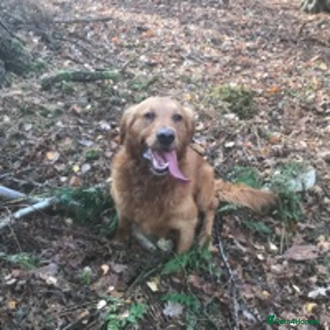 Golden Retriever dogs for stud: Extensively  fully health tested kc reg in Market Drayton - Advert 13