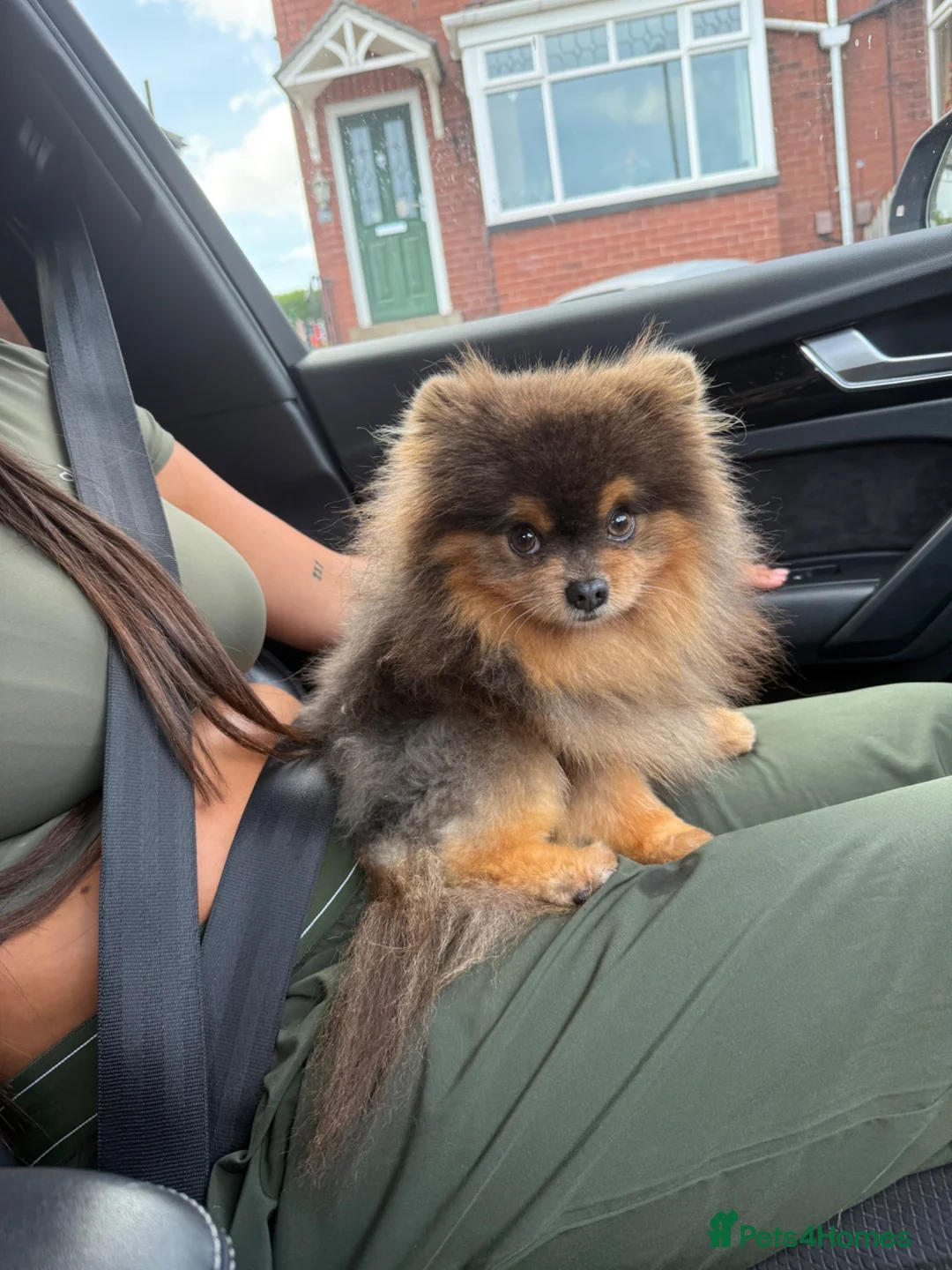 Pomeranian dogs for stud: Exclusive show type blue and tan stud  - Advert 10