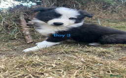 Border Collie dogs for sale: Border collie pups for sale  - Image 5