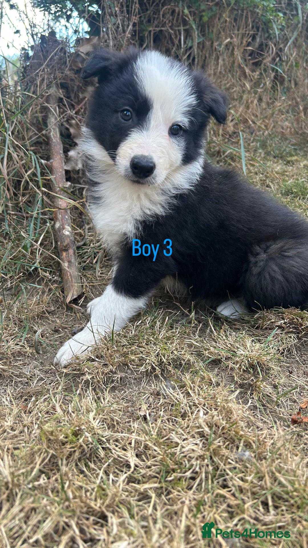 Border Collie dogs for sale: Border collie pups for sale  - Image 5