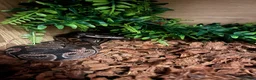 Python Snake reptiles for sale: Royal python  in Fakenham - Advert 8