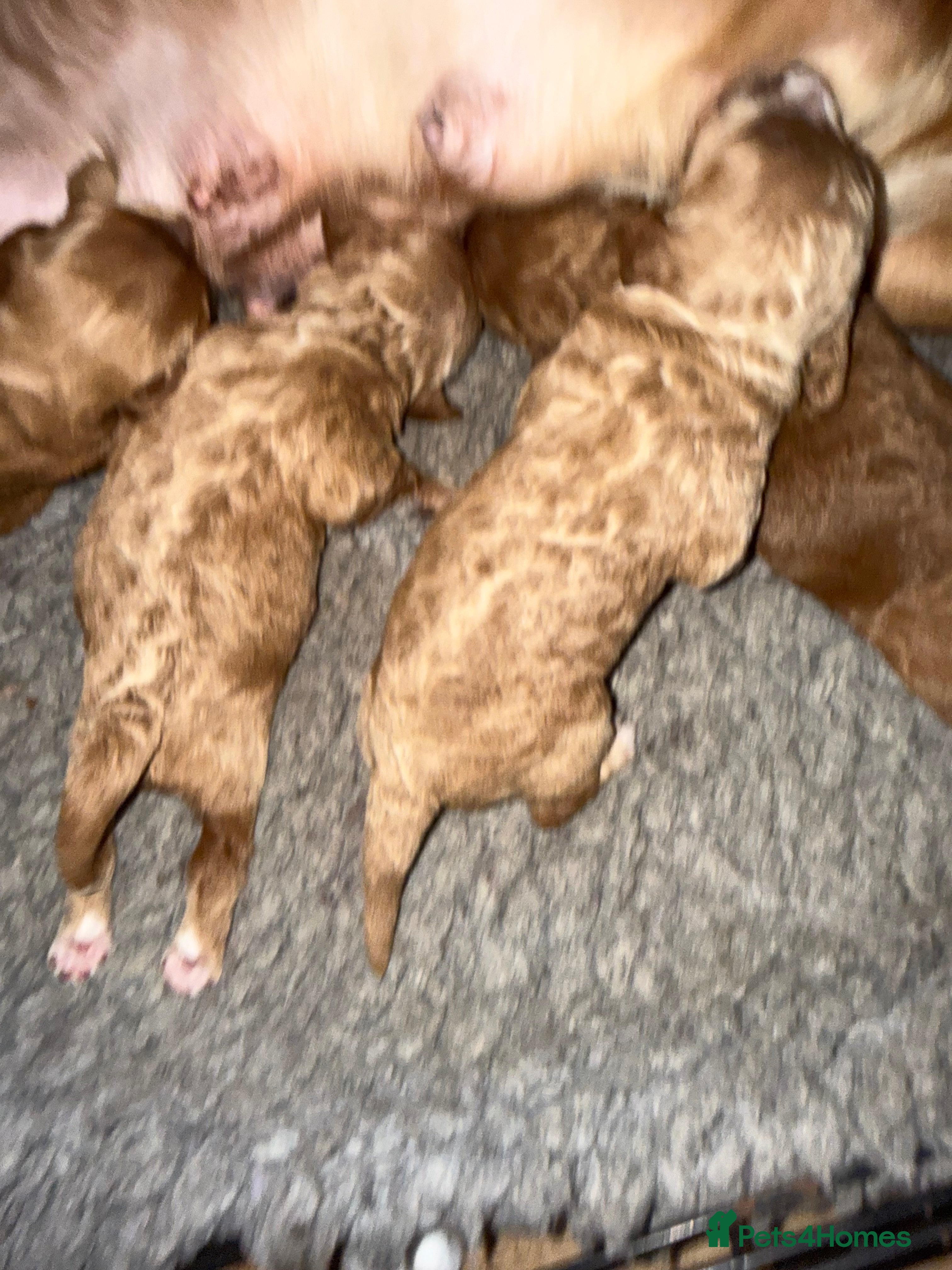 Cockapoo dogs F1 show type cockapoo puppies  - Advert 2