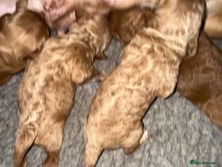 Cockapoo dogs F1 show type cockapoo puppies - Advert 1