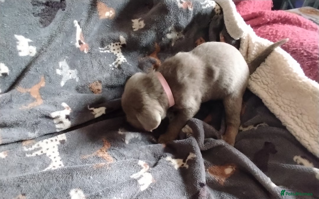 Labrador Retriever dogs for sale: Litter just be born - Advert 12