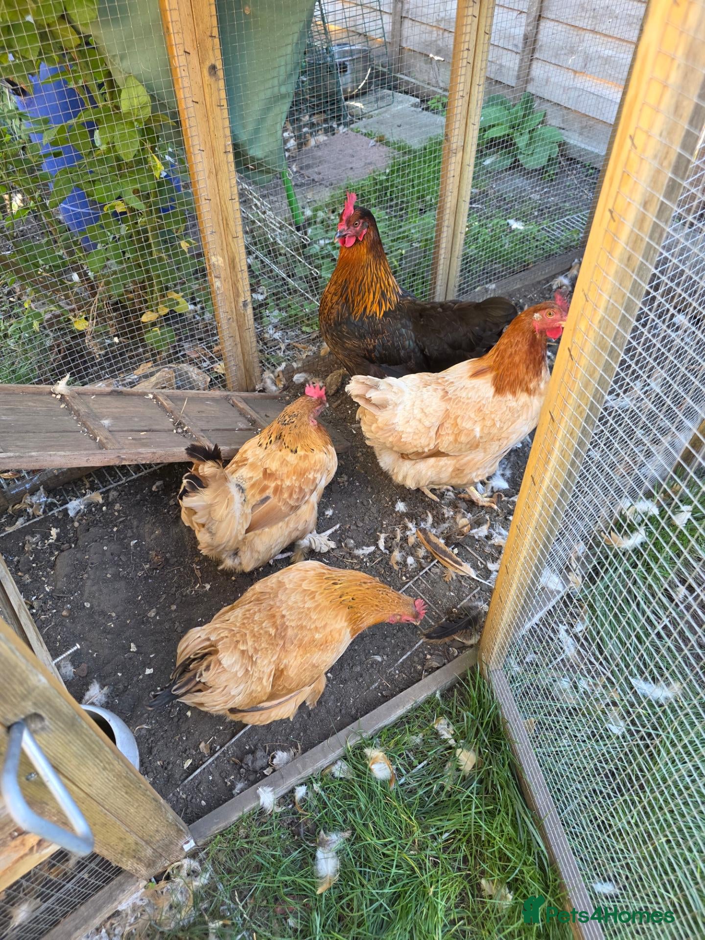 Chickens poultry 5 x egg laying hens - Advert 4