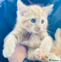 Mixed Breed cats - Advert 4