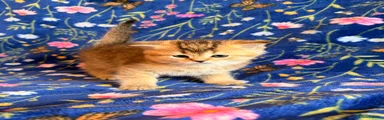 Scottish Fold Kitten 4