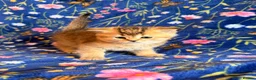 Scottish Fold cats for sale: Pedigree Scottish fold kittens - Advert 13