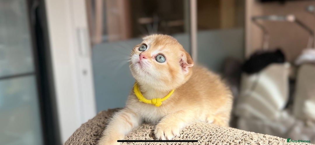 Scottish Fold cats for sale: TICA-Registered Scottish Straight/Fold Kittens  - Image 11