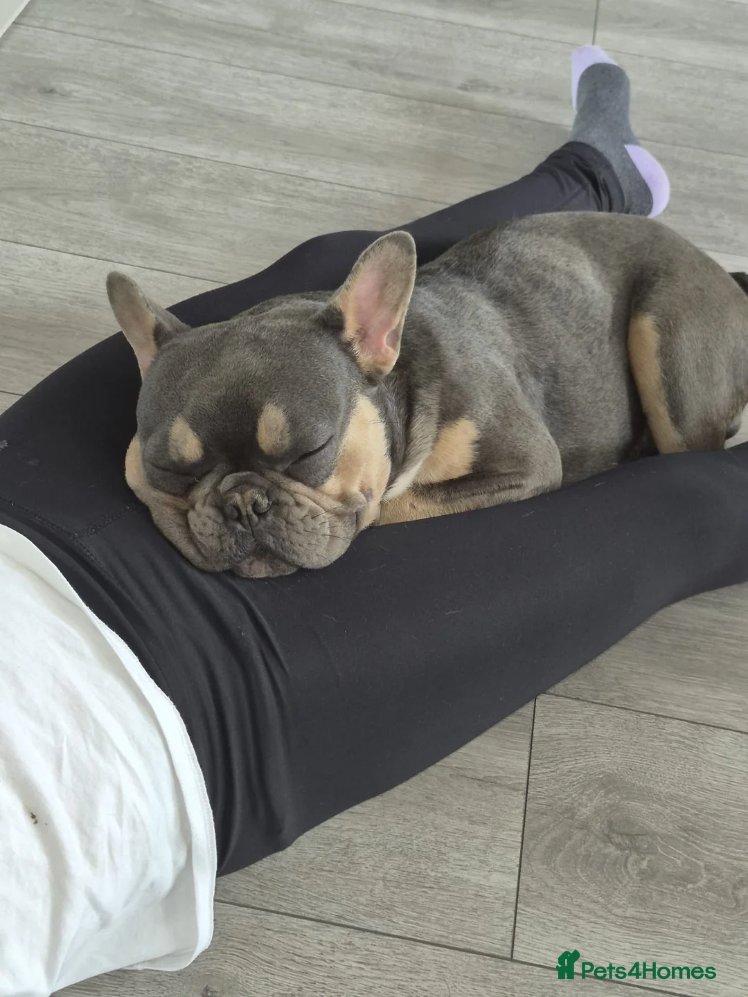 French Bulldog dogs for sale: REGGIE STILL NEEDS HIS FOREVER HOME 9 MONTH OLD  - Advert 1