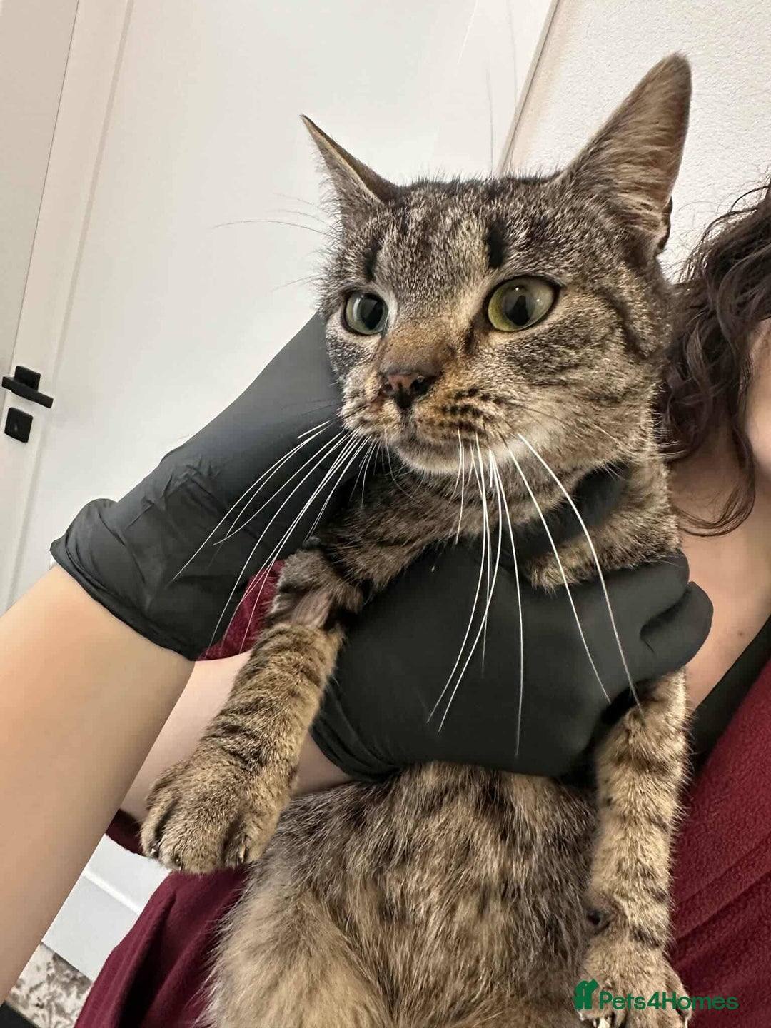 Mixed Breed cats for adoption: Moon for adoption - Advert 4