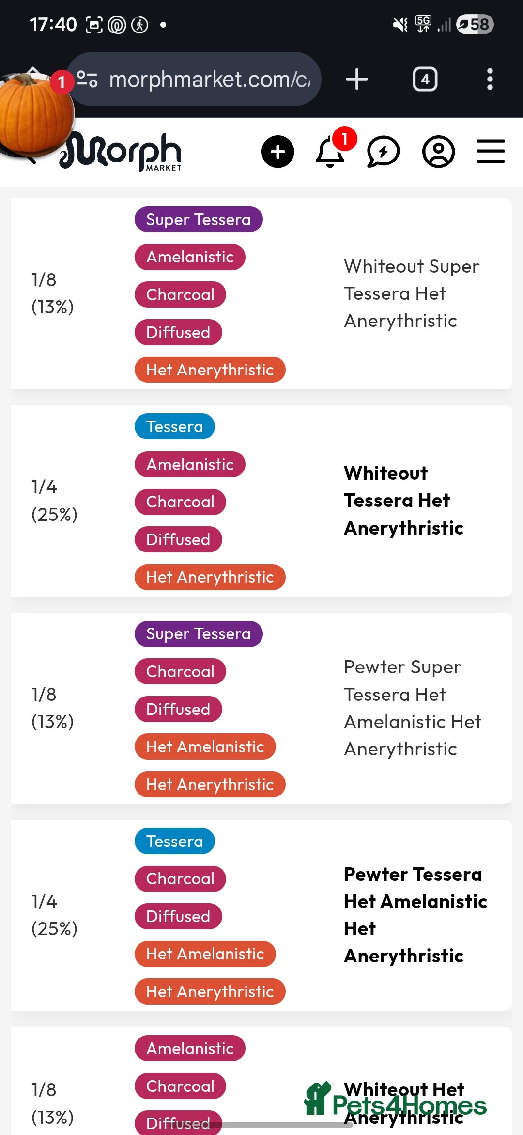 Corn Snake reptiles for sale: Baby Corn Snake For sale  - Advert 6