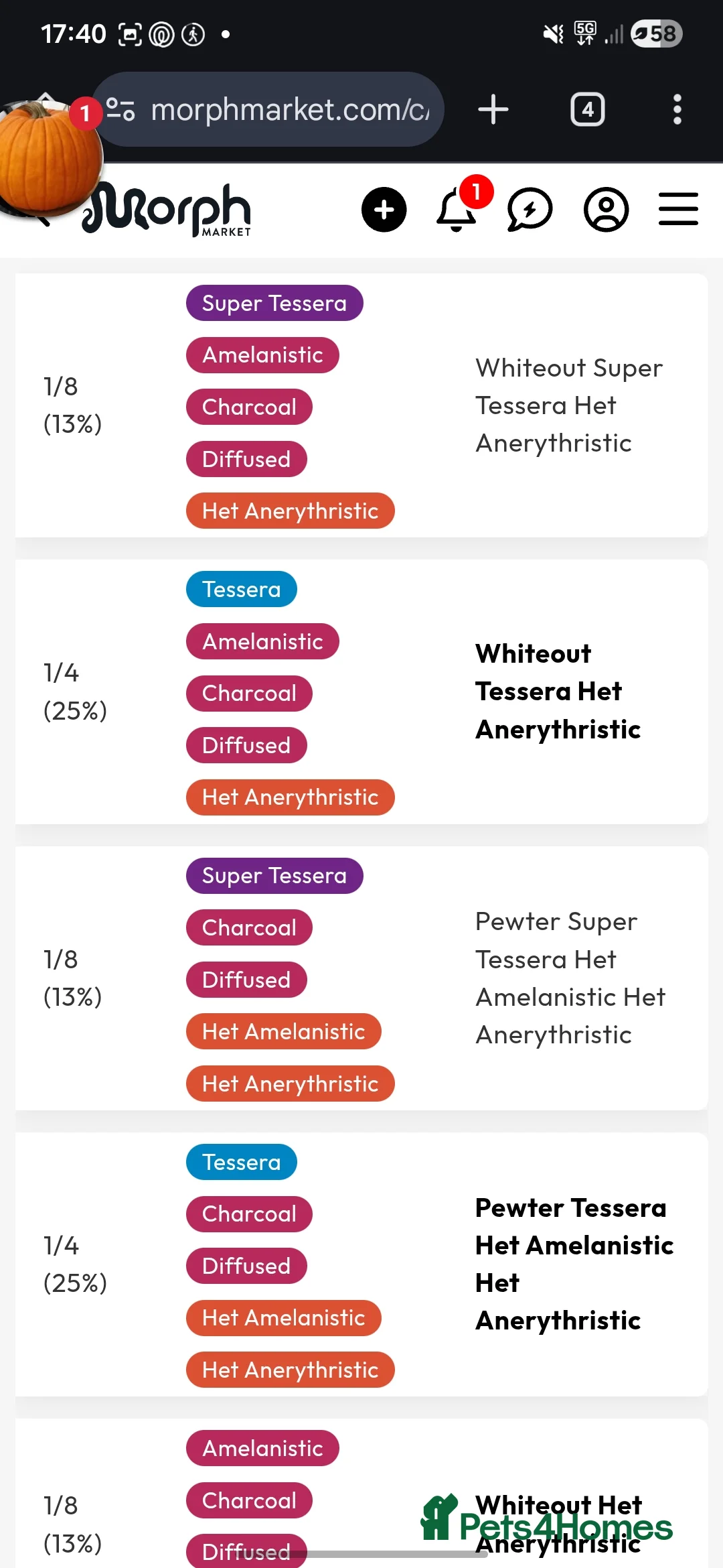 Corn Snake reptiles for sale: Baby Corn Snake For sale  - Advert 6