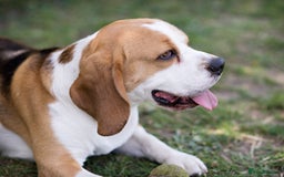 Beagle dogs for stud: Full Pedigree beagle for Stud! - Image 11
