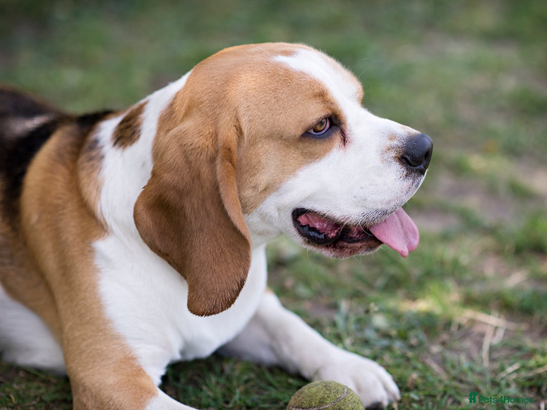 Beagle dogs for stud: Full Pedigree beagle for Stud! - Image 11