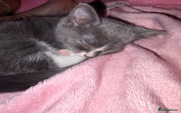 Mixed Breed cats for sale: Half ragdoll girl kittens ready now  - Image 5