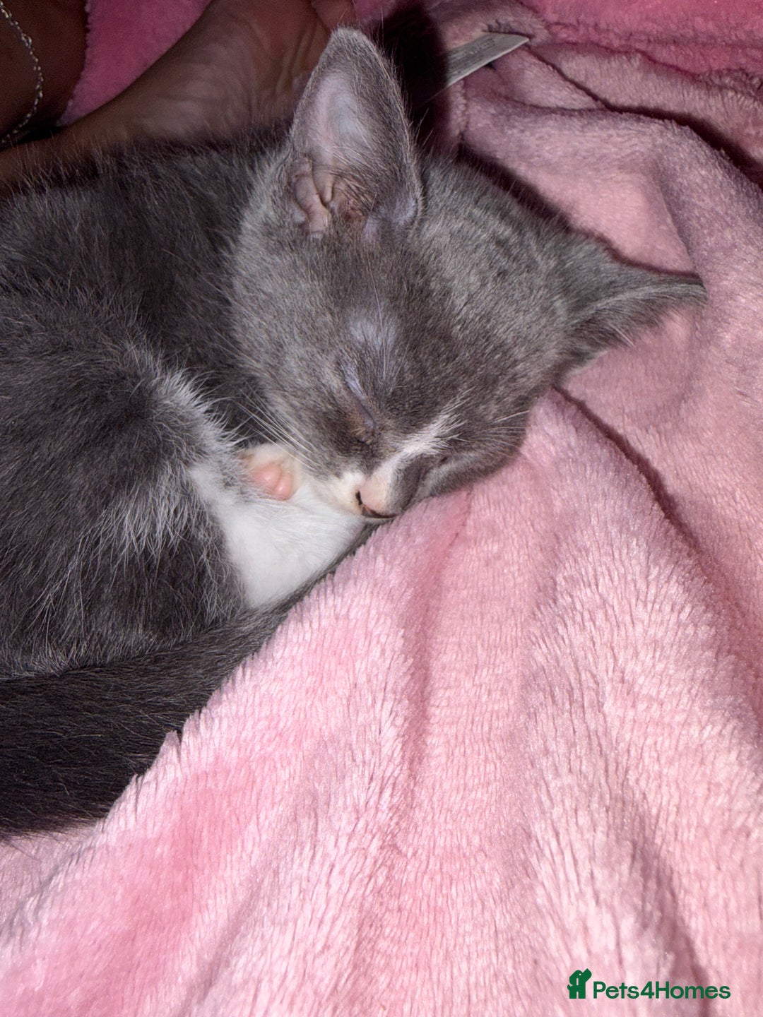 Mixed Breed cats for sale: Half ragdoll girl kittens ready now  - Image 5