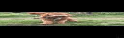 Australian Labradoodle dogs for sale: Beautiful, Heath Tested Australian Labradoodles - Advert 9
