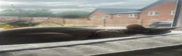 Sphynx cats for sale: Female sphynx cat  in Chesterfield - Advert 3