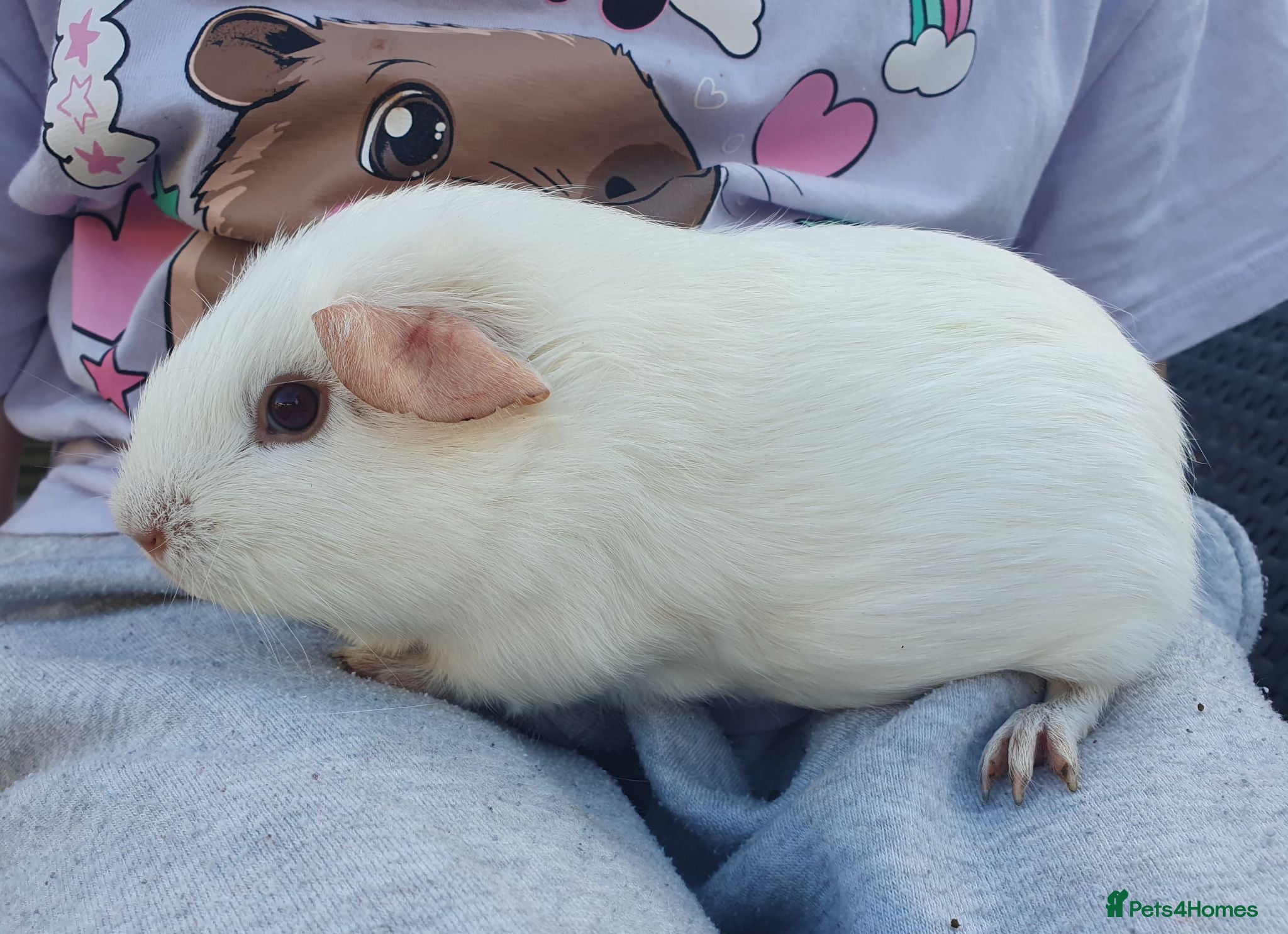 Guinea Pig rodents Beautiful guinea pigs  - Advert 2