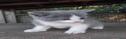 Mixed Breed cats for sale: Part British Short-hair Blue & Blue/White Kittens. - Advert 15