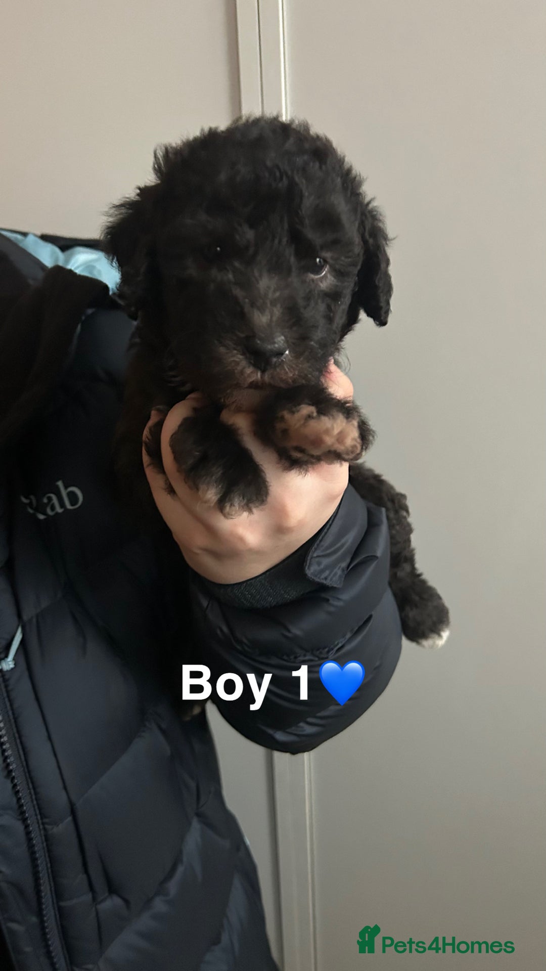 Bedlington Terrier dogs for sale: Beautiful bedlington terrier puppies for sale  - Advert 4