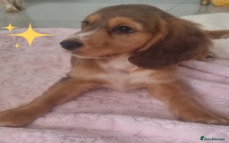 Cocker Spaniel dogs for sale: 🐶PRA FA HEALTH TESTED Show Cocker Spaniels Ready - Image 15