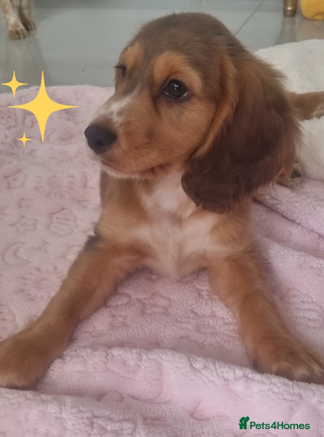 Cocker Spaniel dogs for sale: 🐶PRA FA HEALTH TESTED Show Cocker Spaniels Ready - Image 15