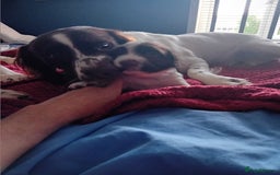 English Springer Spaniel dogs for sale: English Springer Spaniel  - Advert 3