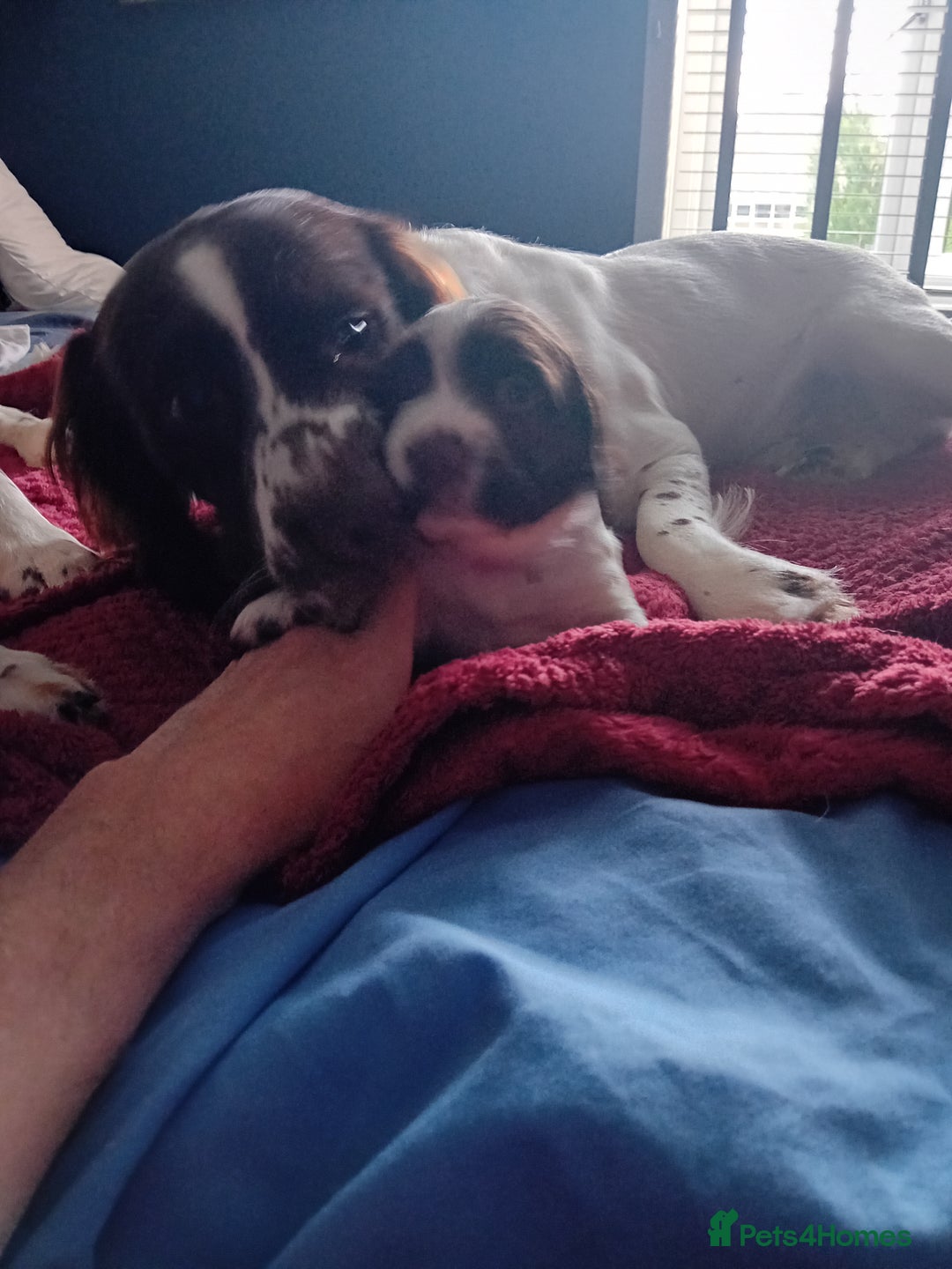 English Springer Spaniel dogs for sale: English Springer Spaniel  - Advert 3