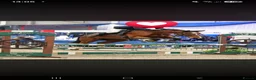 Irish Sports horses for sale: Clover 🍀  - Advert 10