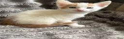Turkish Angora cats for sale: Beautiful pattern, Kitten - Advert 4