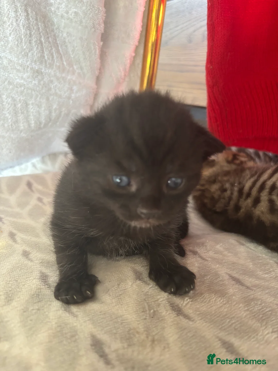 Mixed Breed cats for sale: Tabby kittens for sale!! - Advert 9