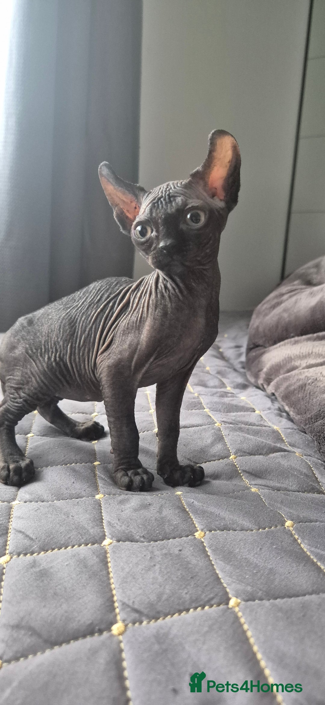 Sphynx cats for sale: Black elf and silver elf princesses - Advert 6
