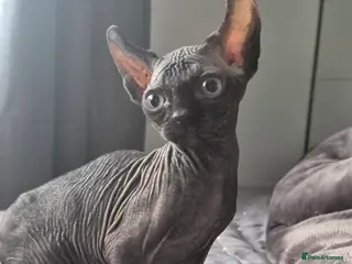 Sphynx cats Black elf and silver elf princesses - Advert 7