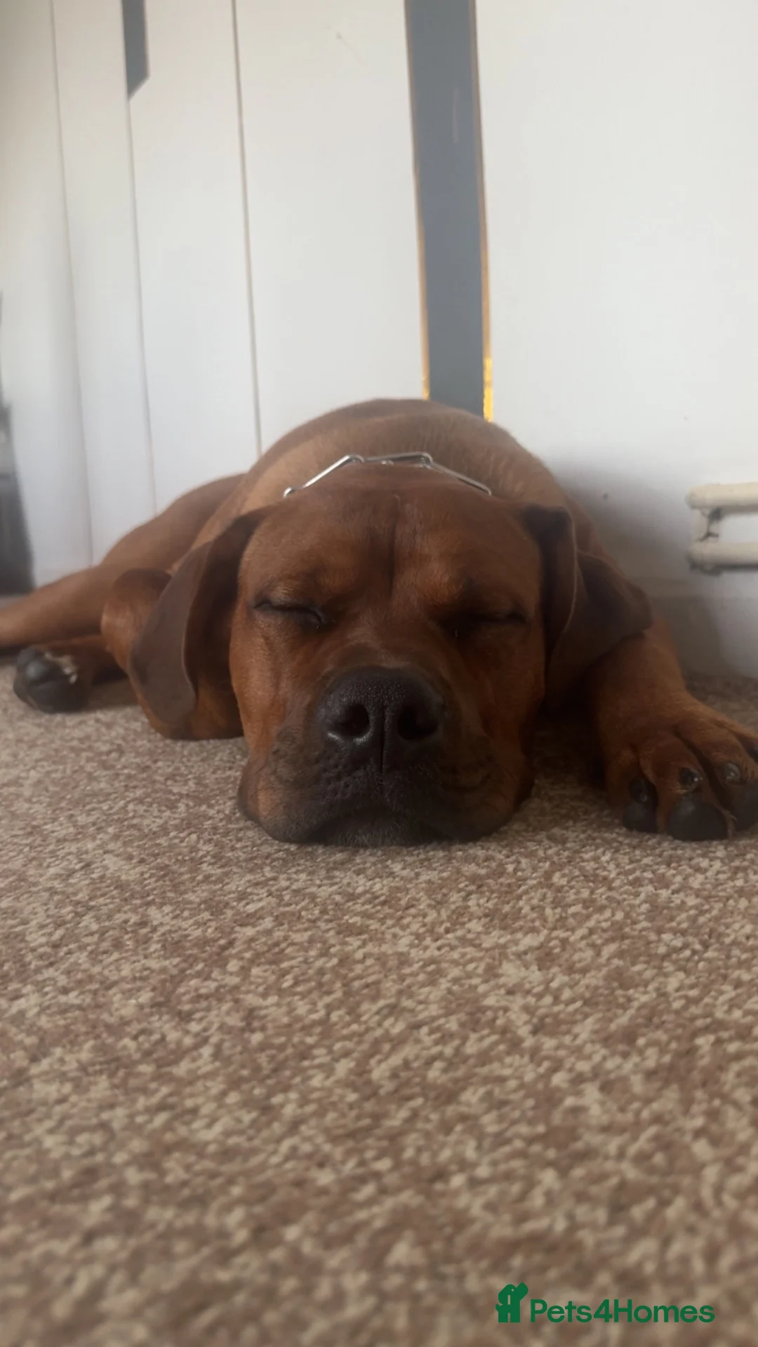Mixed Breed dogs for sale: American Bully X Cane corso mix puppy in Walsall - Advert 2