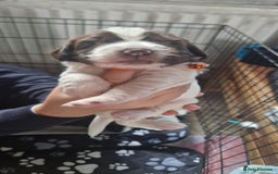 English Springer Spaniel dogs for sale: English springer spaniel pups - Image 10